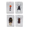Celestron 3D Bug Specimen Kit 3 Hot