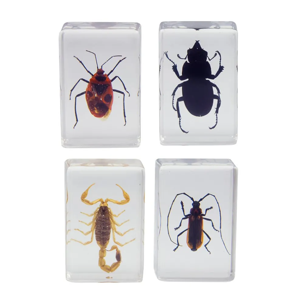 Celestron 3D Bug Specimen Kit 1 Fashion
