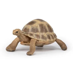 PAPO INTERNATIONAL INC. Hermann Tortoise Sale