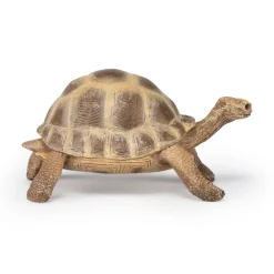 PAPO INTERNATIONAL INC. Hermann Tortoise Sale