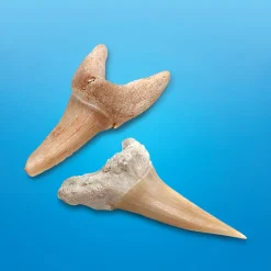 4378814 Canada Inc. / Red Planet Group Toy Excavation Shark Tooth Clearance